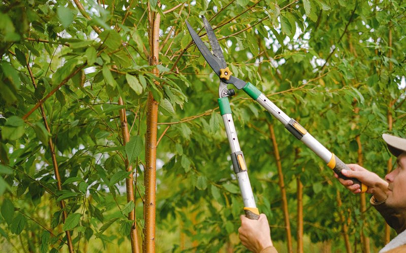 Tree trimming in Fortescue, NJ