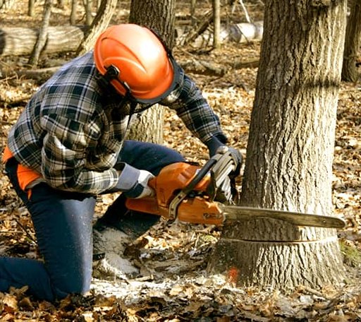 Tree Removal in Fortescue, NJ